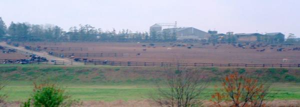 Feedlot