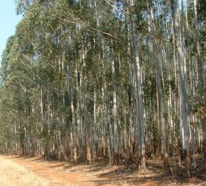 Eucalyptus Plantation