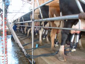 Milking Parlour 1