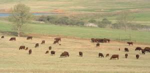 Beef cattle Midlands