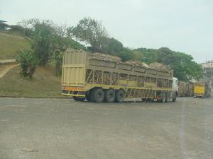 Sugar cane on road