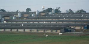 Broiler Processing Farm